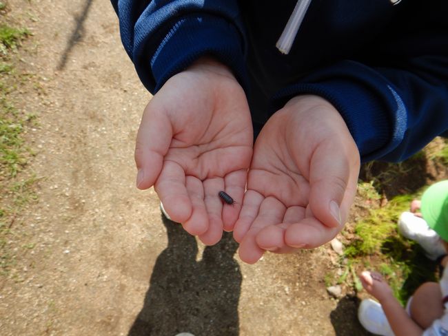 子どもの手のひらの上で動くダンゴムシ。