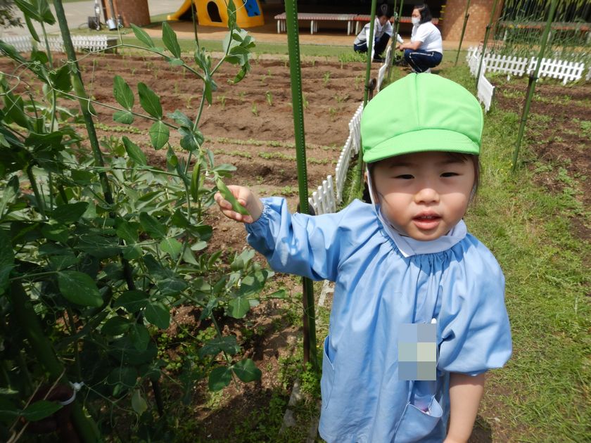 菜園に美味しいものを発見