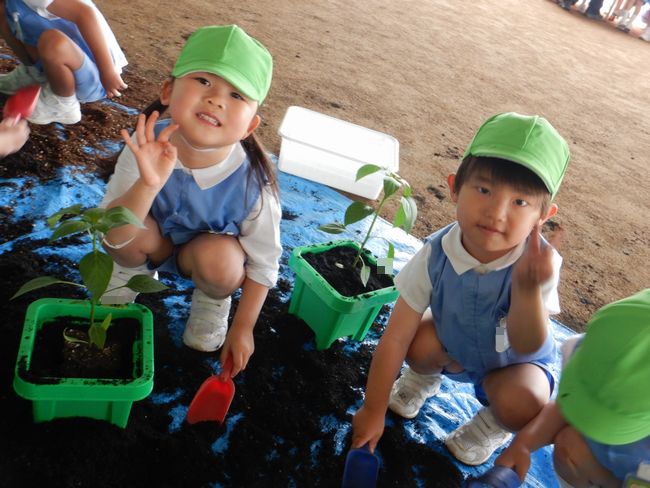 ピーマンの苗を植える年少児。