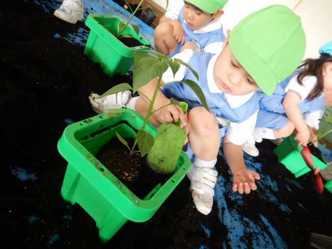 ピーマンの苗を植える年少児。