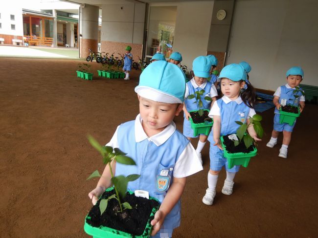 ピーマンの苗を植える年少児。
