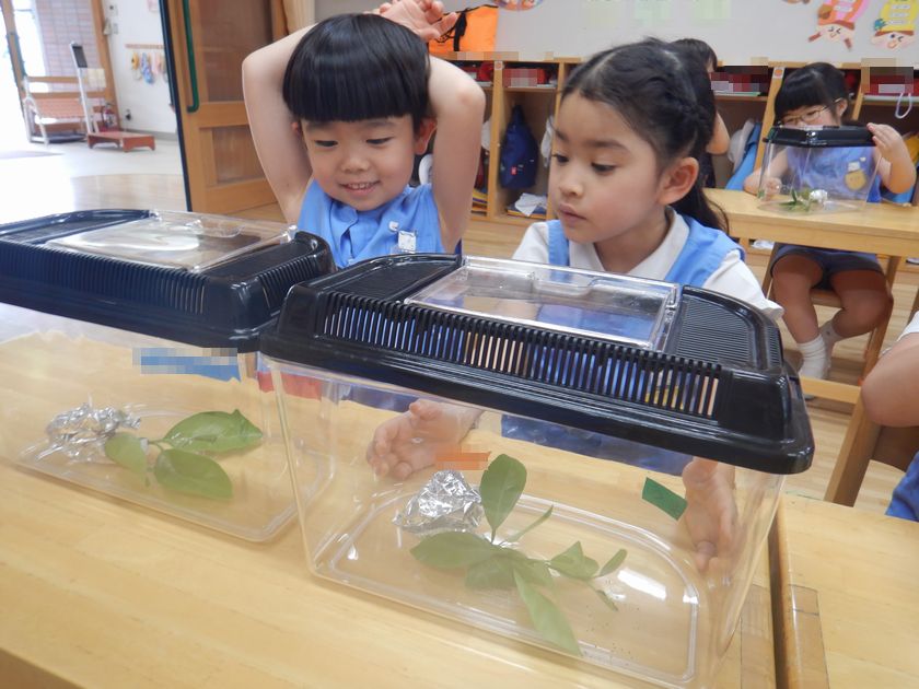 幼虫の観察