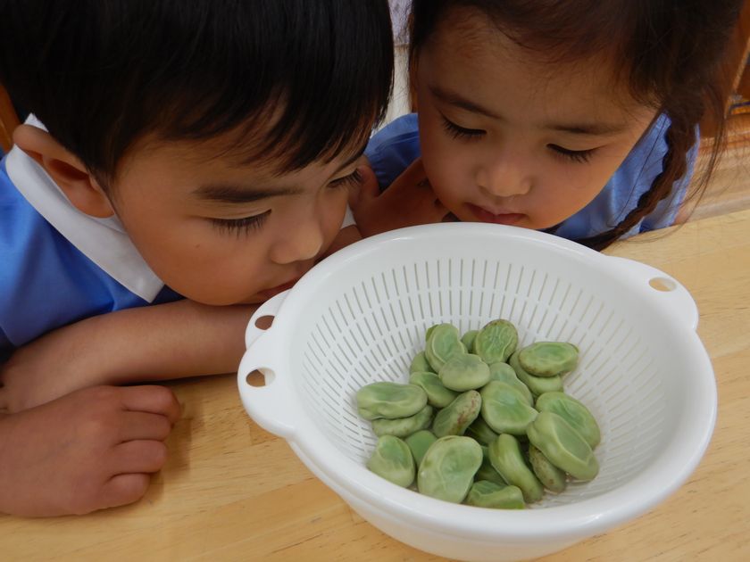 美味しそうなそらまめ