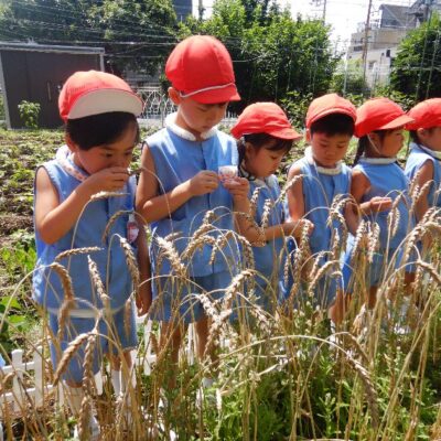 小麦の収穫