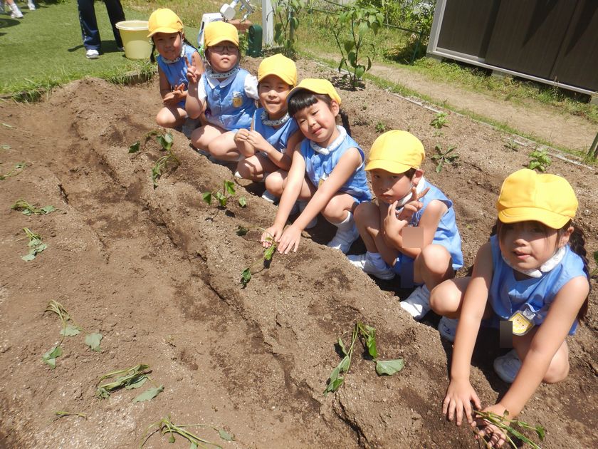 さつまいも苗植え