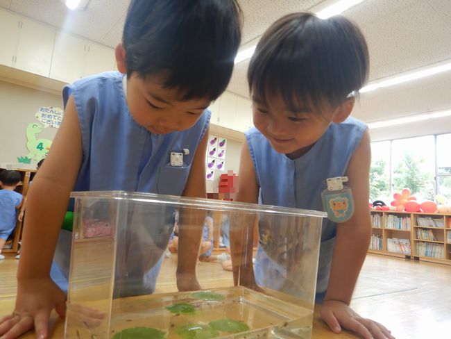 おたまじゃくしの観察