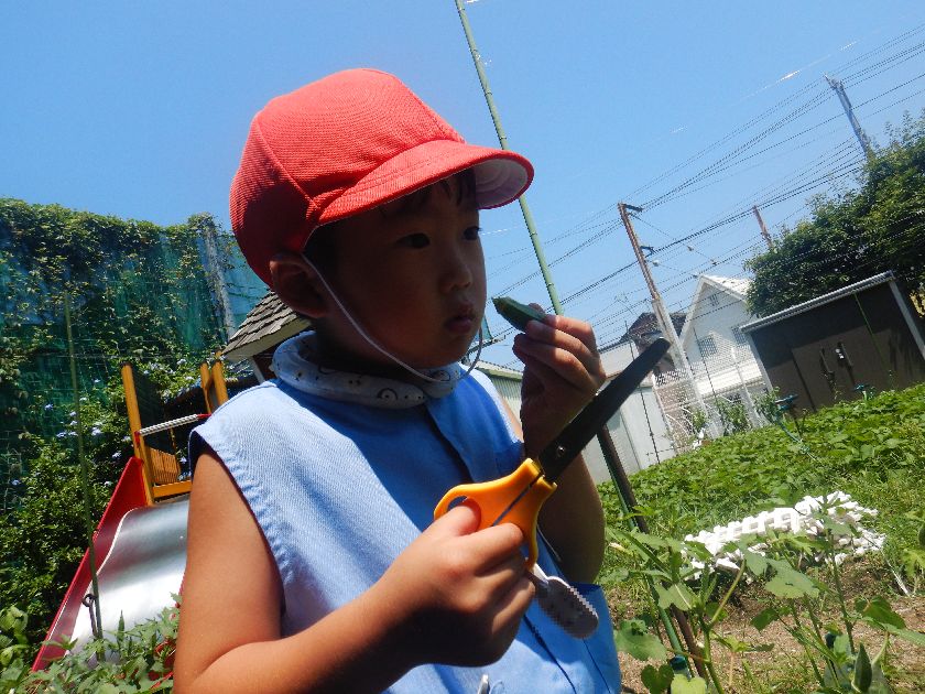おくら収穫