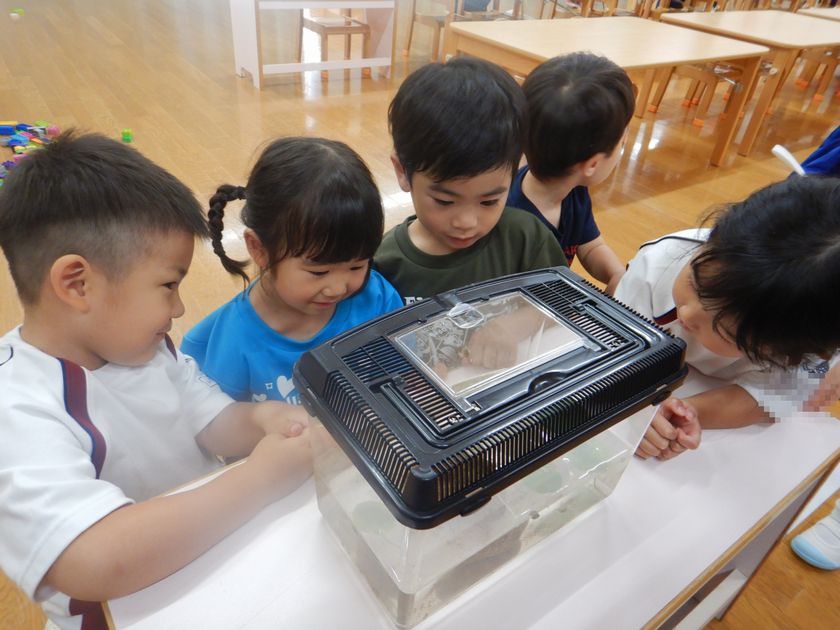 ハリネズミの子ども達観察しましたよ