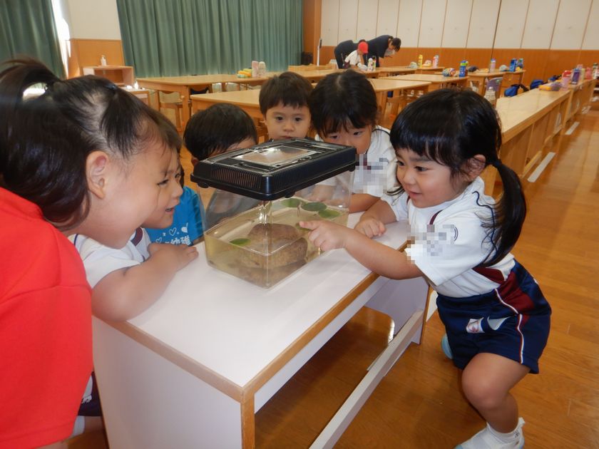 ハリネズミの子ども達観察しましたよ