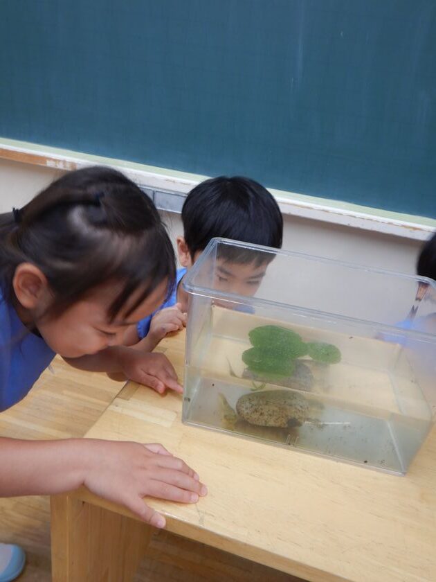 おたまじゃくし