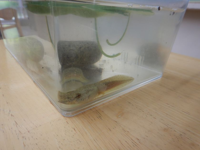 おたまじゃくし