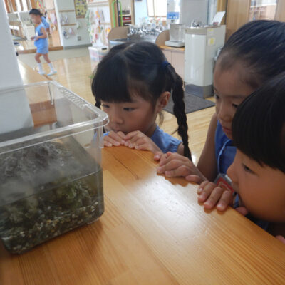 ザリガニを見ている子ども