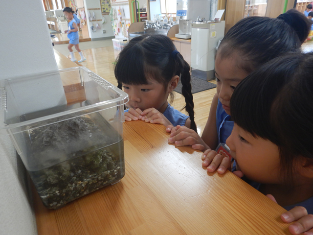 ザリガニを見ている子ども