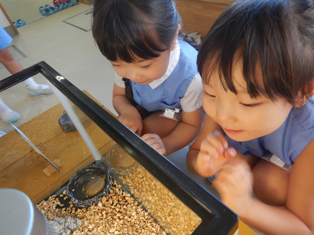 カメを見ている子ども