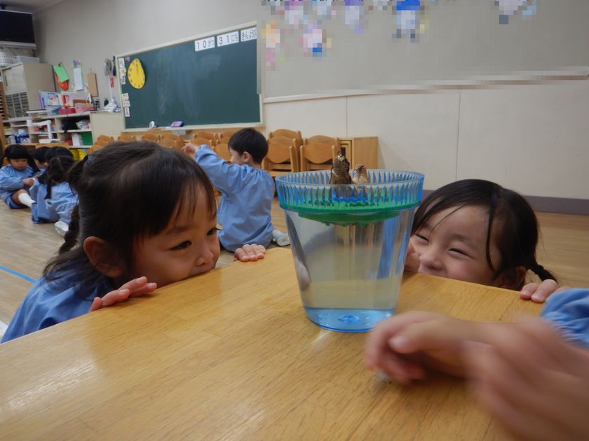 球根を観察する園児