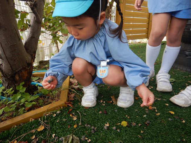 ナンキンハゼの実