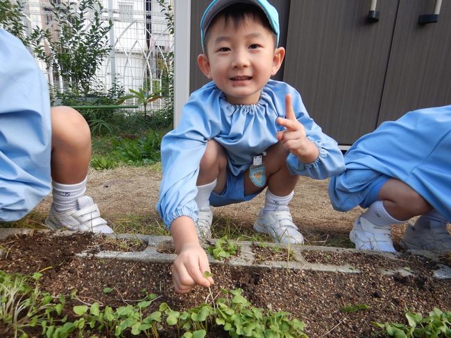 ラディッシュの間引きをする年少組。