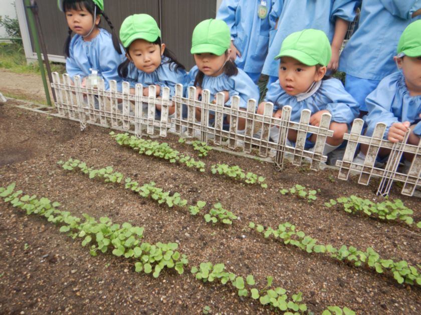 ラディッシュの間引きをする年少組。