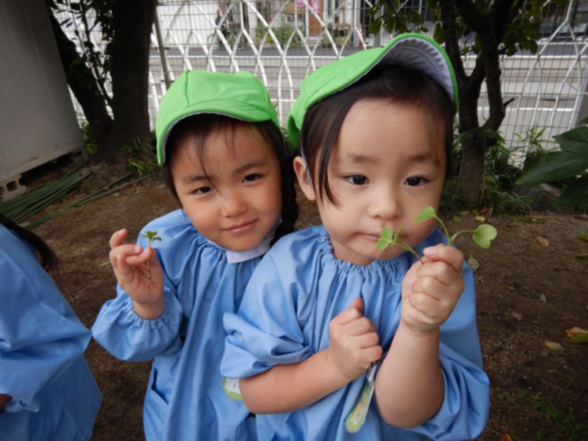ラディッシュの間引きをする年少組。