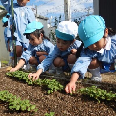 ラディッシュの間引きをする年少組。