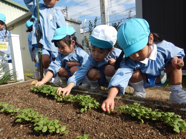 ラディッシュの間引きをする年少組。