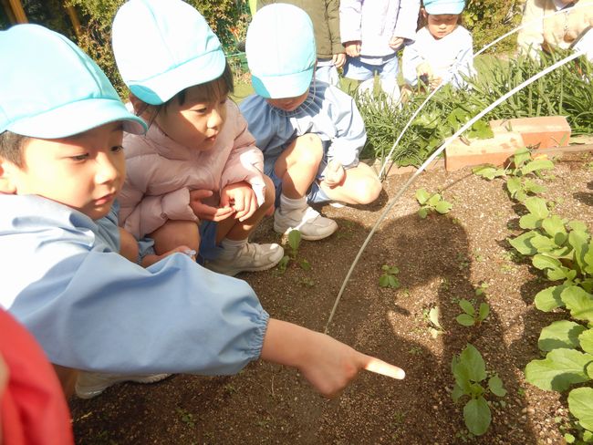ラディッシュの観察