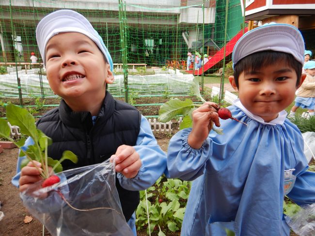 ラディッシュの収穫