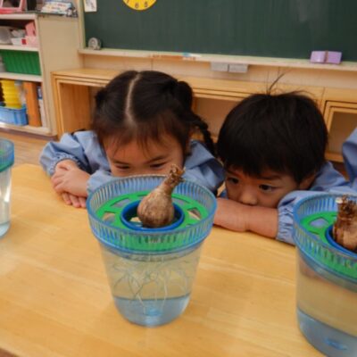 すいせんの観察をする園児