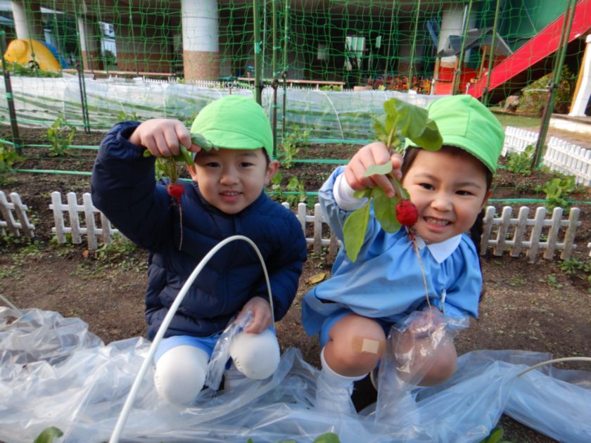 ラディッシュの収穫