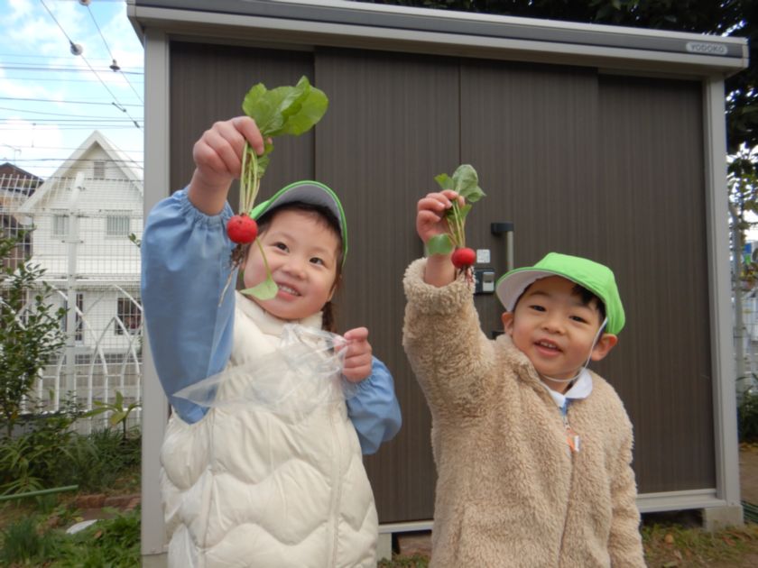 ラディッシュの収穫