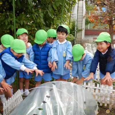 ラディッシュの観察