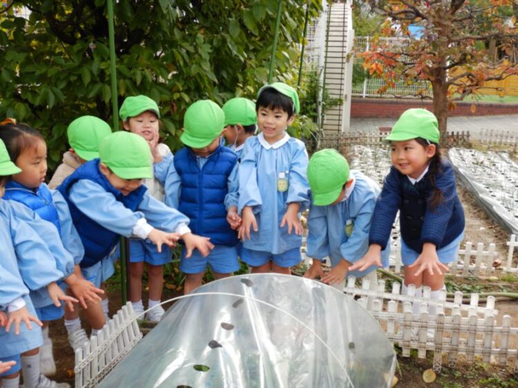 ラディッシュの観察