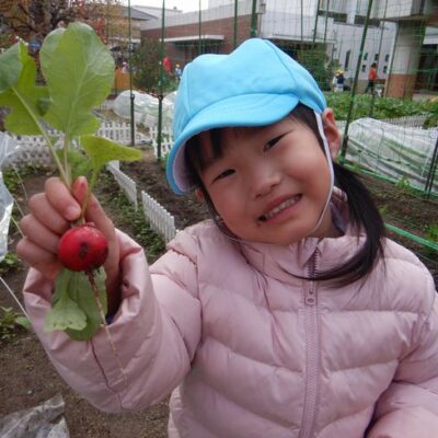 ラディッシュの収穫