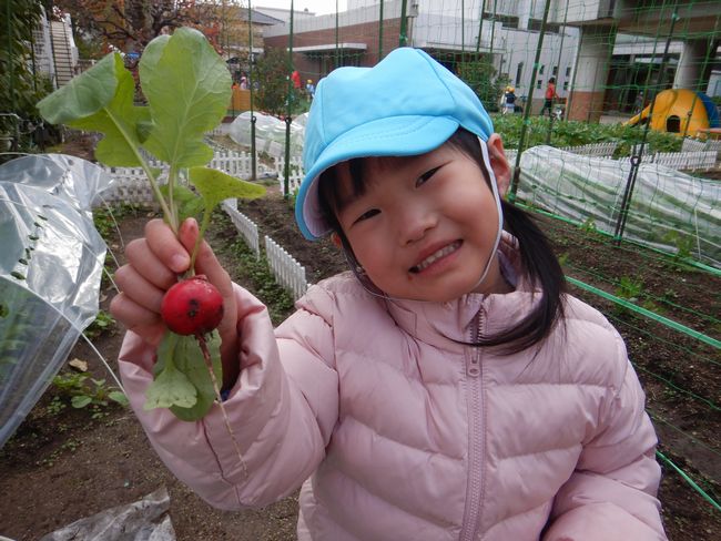 ラディッシュの収穫