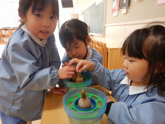 スイセンの芽が出てきました