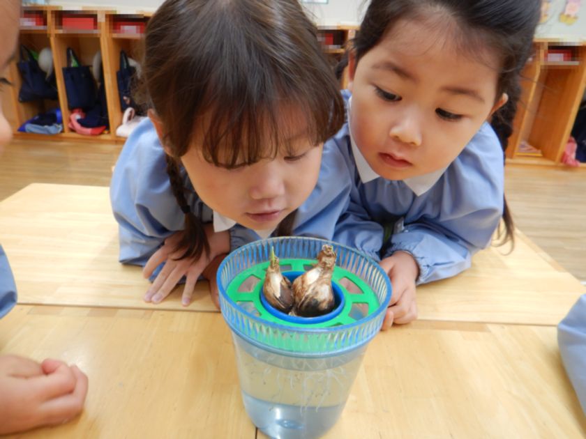 スイセンの芽が出てきました