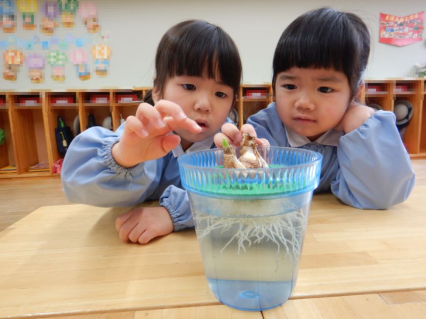 スイセンの芽が出てきました