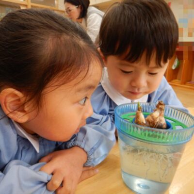 スイセンの芽が出てきました