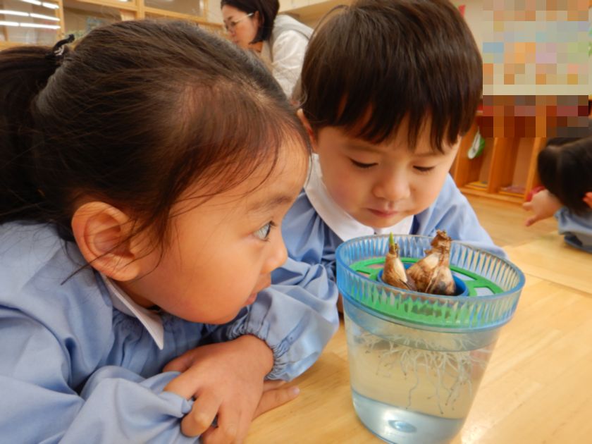 スイセンの芽が出てきました