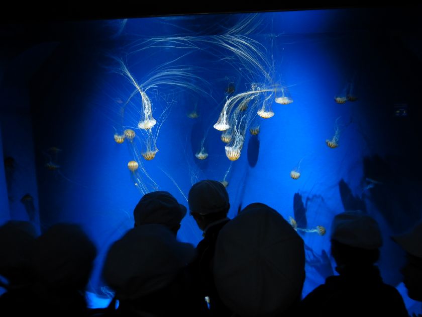 須磨シーワールド