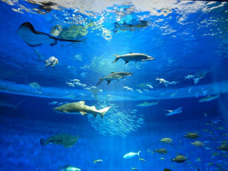 須磨シーワールド