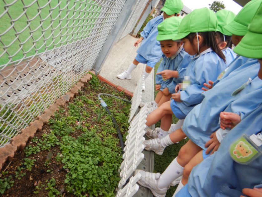 チューリップの観察