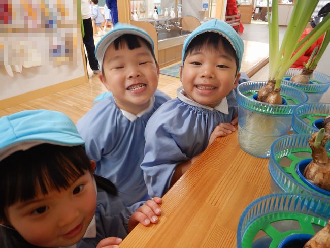 スイセンの観察