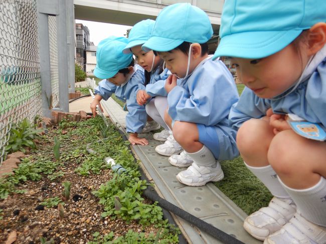 チューリップの観察