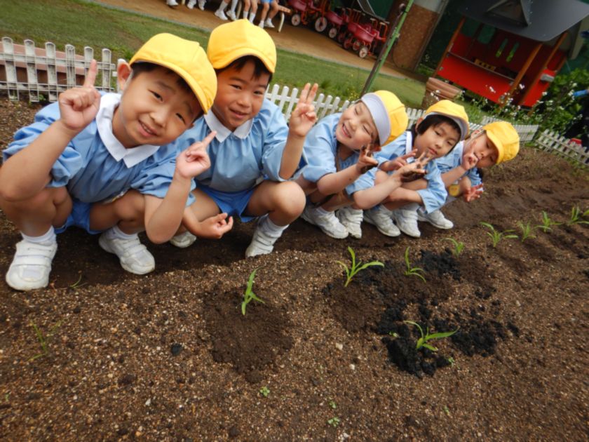トウモロコシの植え替え