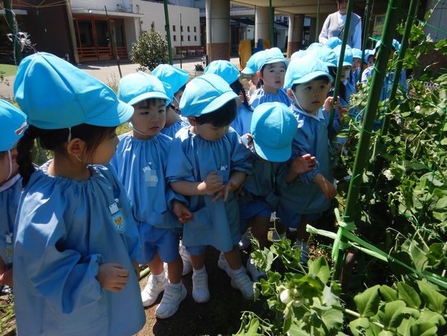 スナップエンドウの観察