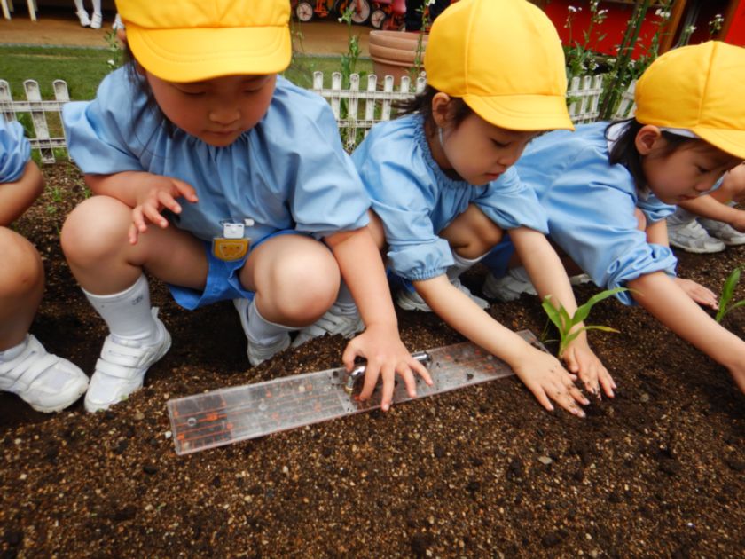 トウモロコシの植え替え