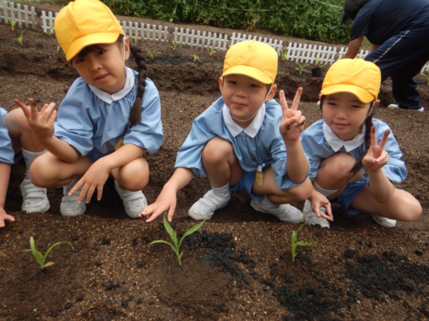 トウモロコシの植え替え