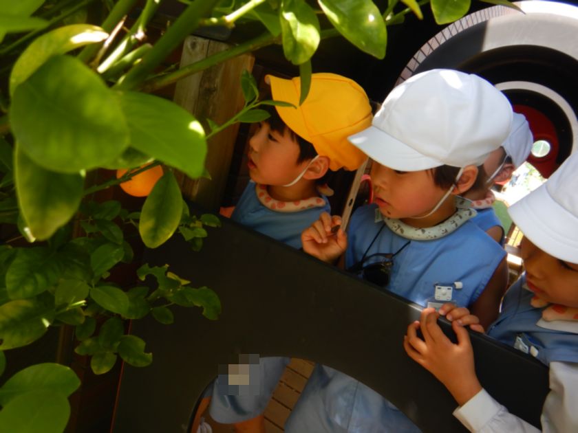 アゲハ蝶の幼虫発見