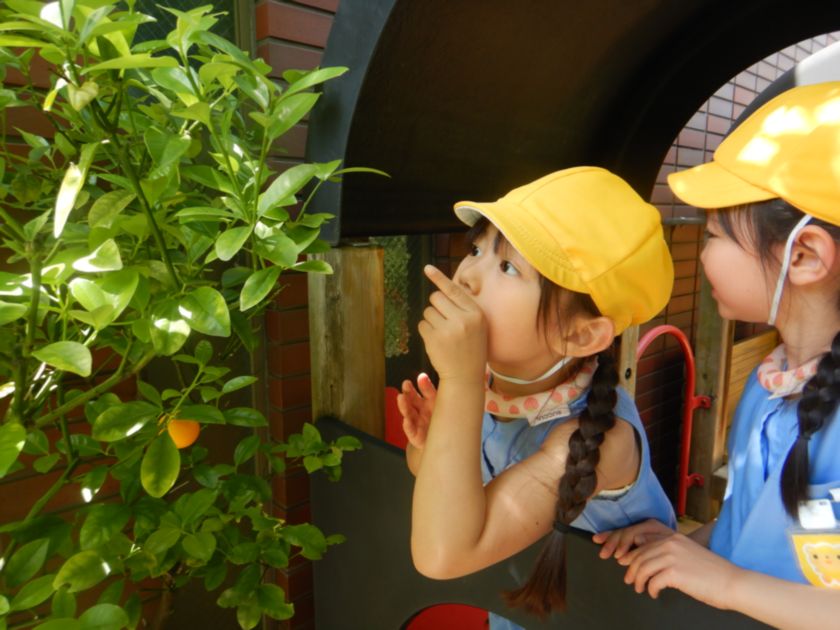 アゲハ蝶の幼虫発見